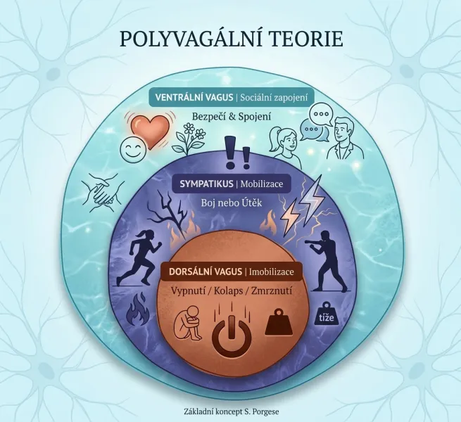 Polyvagální teorie a rodinné konstelace